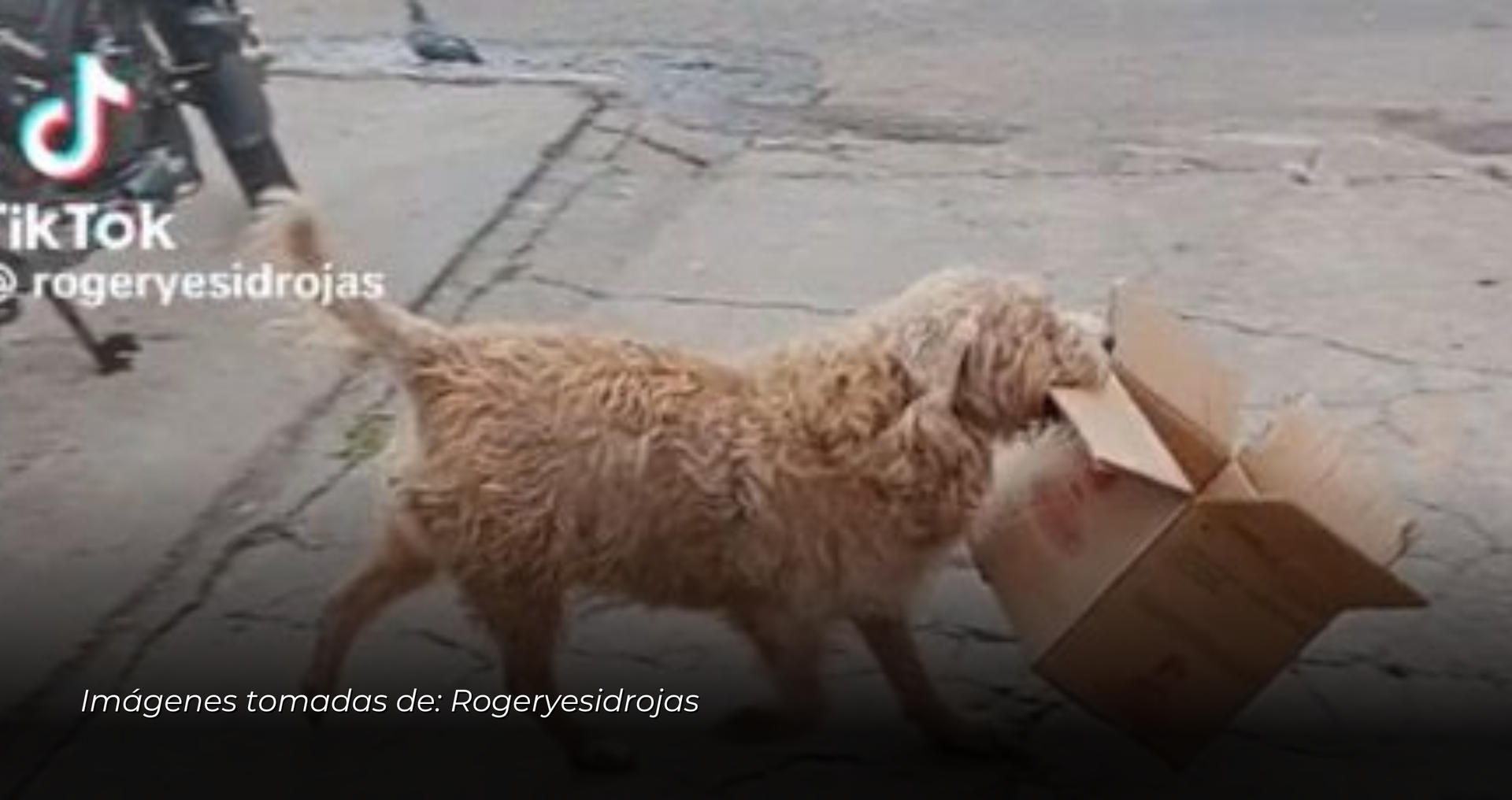 Conmovedor video viral: Un perro y su dueño se roban el corazón de las redes en Bogotá.