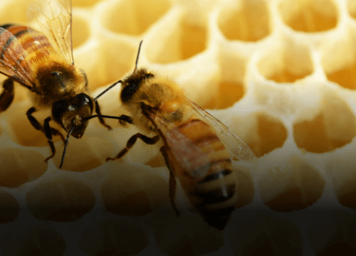 3 Muertes en menos de 10 días por ataque de abejas en el Quindío