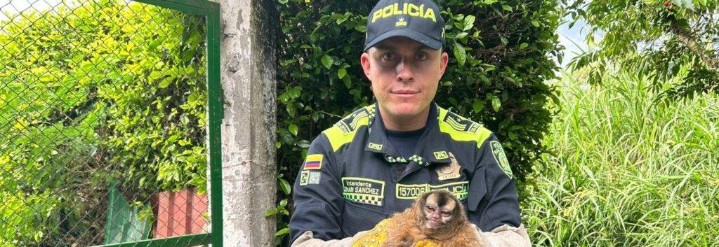 La Seccional de Carabineros y Protección Ambiental del Quindío anunció la recuperación de tres especies de fauna en el municipio de La Tebaida.