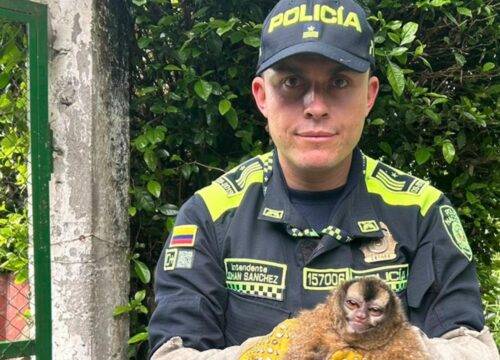 La Seccional de Carabineros y Protección Ambiental del Quindío anunció la recuperación de tres especies de fauna en el municipio de La Tebaida.