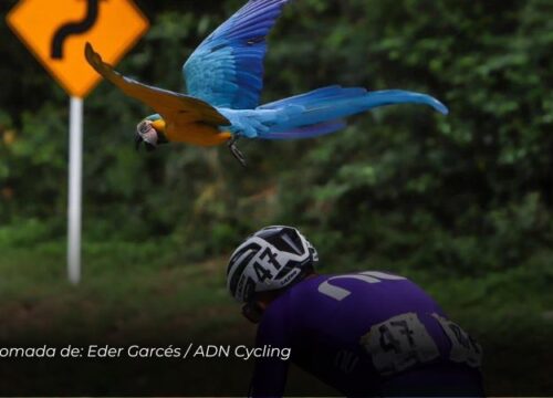 Una guacamaya azul lideró el pelotón en la cuarta etapa de la Vuelta a Colombia
