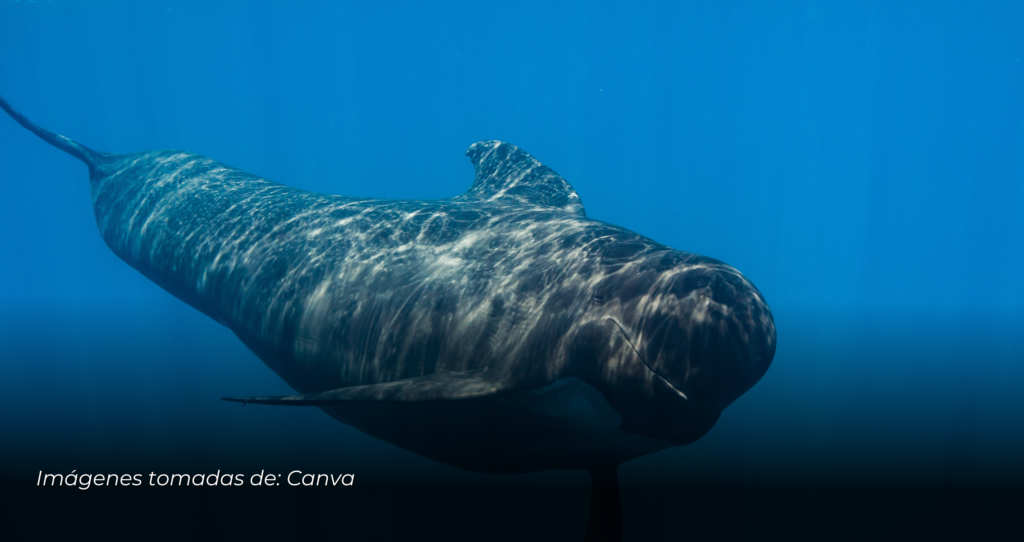 Extraordinario avistamiento de Ballenas Piloto en la Costa Caribe Colombiana