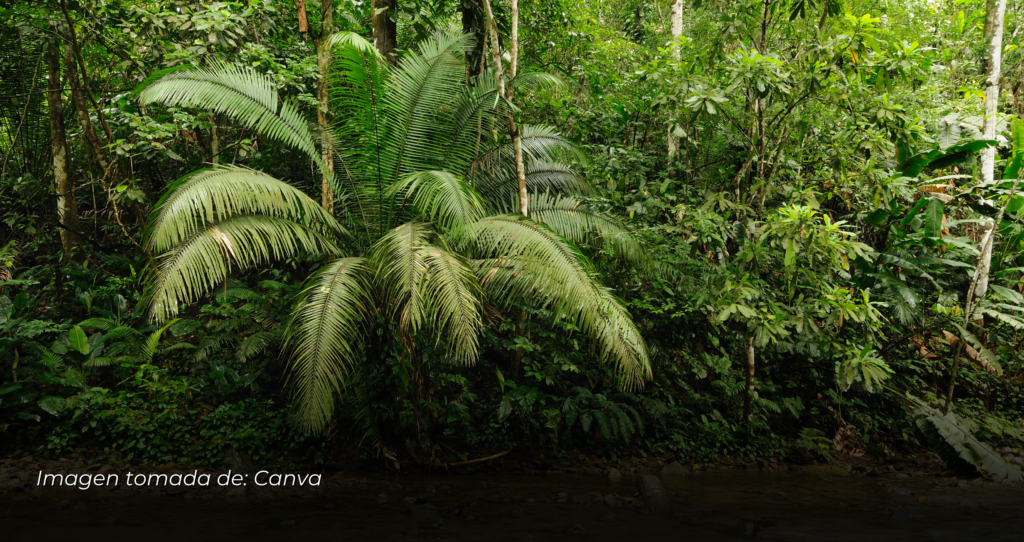 Panamá cierra pasos fronterizos en el Tapón del Darién con alambre de púas.