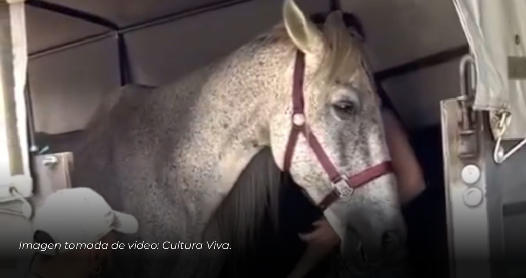 Caballo abandonado muestra alegría al llegar a un refugio.