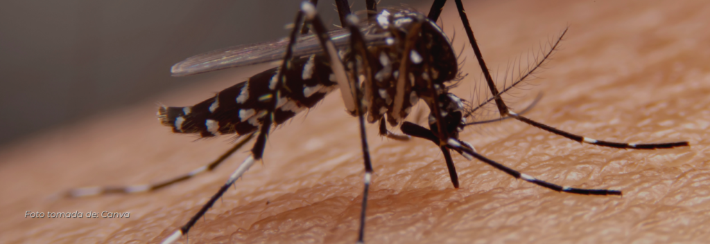 Alarma en el Quindío: Casos de dengue superan los 4.000