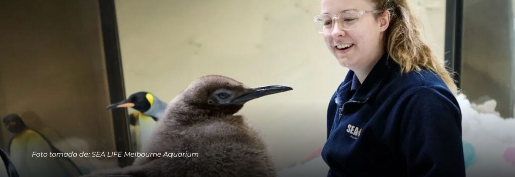 Pesto, el pingüino bebé gigante se vuelve viral y conquista corazones