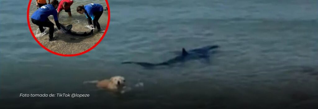 Video viral: perro causa pánico al perseguir a un tiburón en una playa española