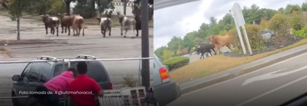 Captado en video: Ocho toros en escapan de un rodeo; uno sigue sin ser capturado