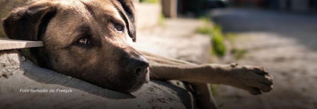 Denuncian envenenamiento masivo de mascotas en Belén de Umbría: van 26 casos registrados