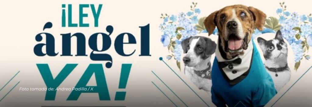 Aprobada la Ley Ángel: iniciativa que fortalece la lucha contra el maltrato animal en Colombia