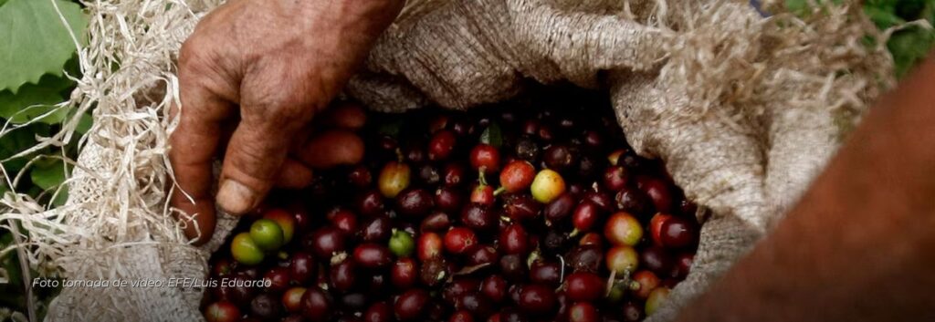 Producción de café en Colombia crece un 16%, El país alcanza 1,33 millones de sacos en octubre