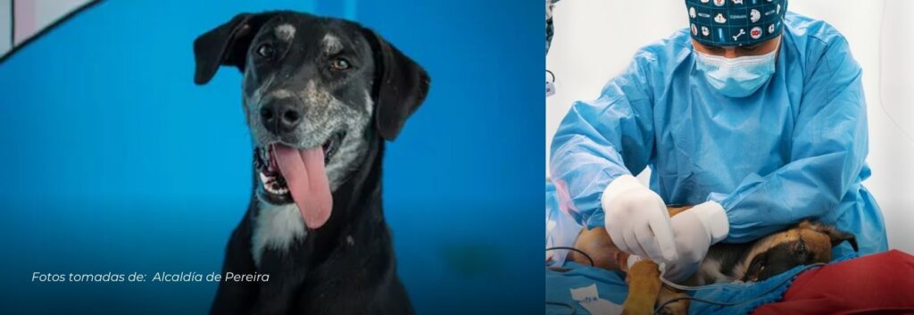 Abierta la nueva sede del Hospital Público Veterinario en 2.500 Lotes: Atención gratuita para las mascotas de Pereira