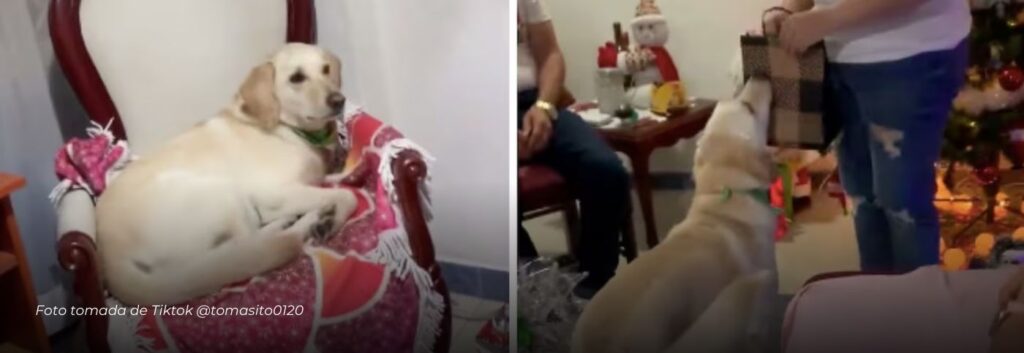 Tierna reacción: perrito colombiano se vuelve viral al emocionarse con su regalo navideño