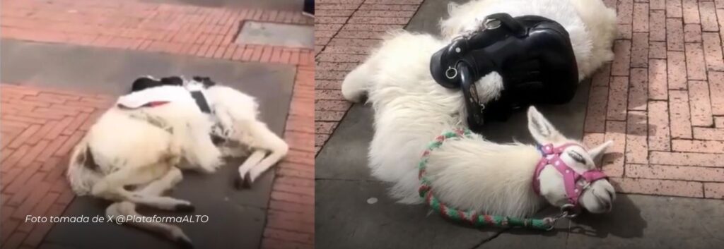 Lamentable: Investigan muerte de una llama en el centro de Bogotá, era utilizada para “atraer turistas”