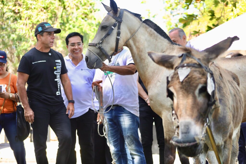 Barranquilla prohíbe los vehículos de tracción animal desde hoy, 16 de enero