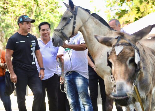 Barranquilla prohíbe los vehículos de tracción animal desde hoy, 16 de enero