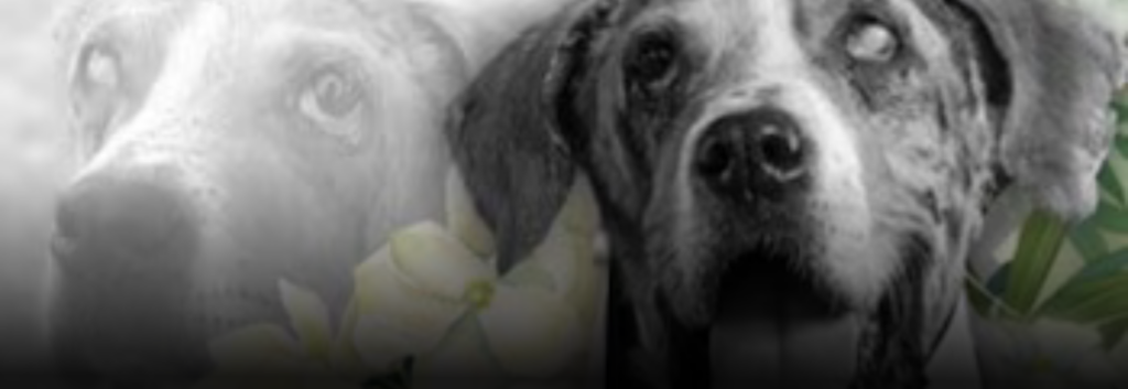 Falleció Ángel, el perro que inspiró la Ley contra el Maltrato Animal en Colombia
