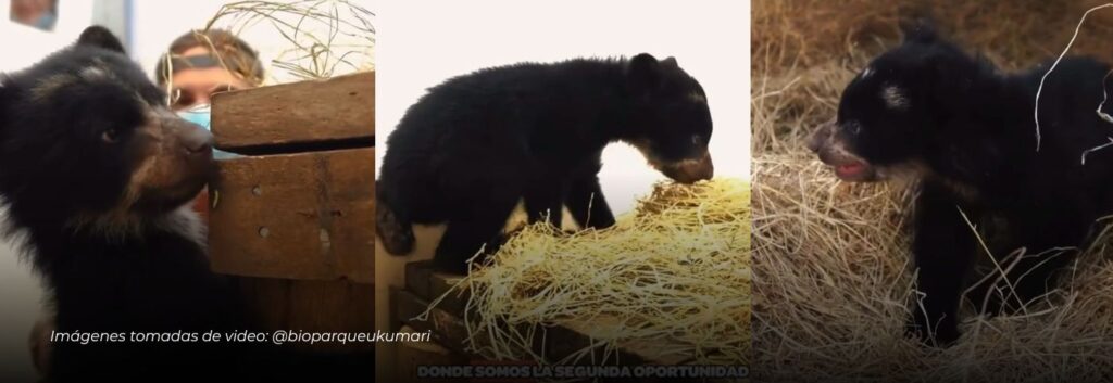Fura, el oso de anteojos de 3 meses rescatado en Boyacá, tiene un nuevo hogar en el Bioparque Ukumarí