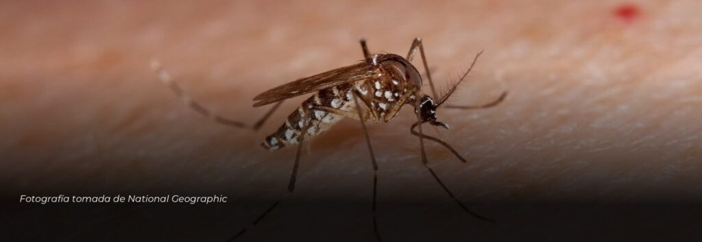 Dosquebradas en alerta sanitaria por aumento de casos de dengue tras las lluvias