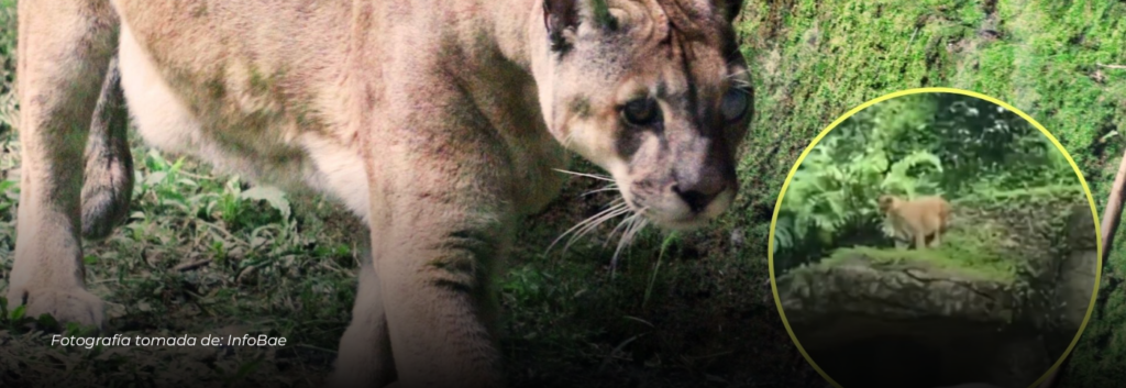 Zoológico de Cali lamenta la pérdida del puma Orus tras incidente en su recinto
