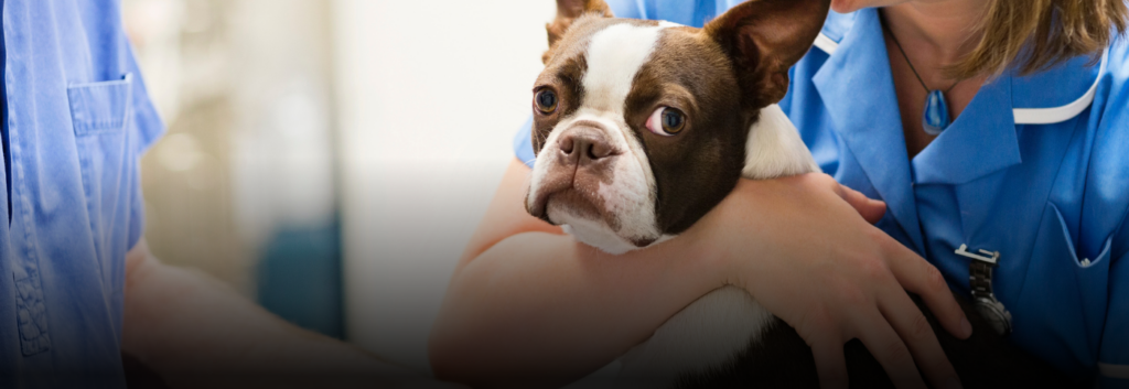Pereira, pionera en bienestar animal con su red de atención veterinaria gratuita