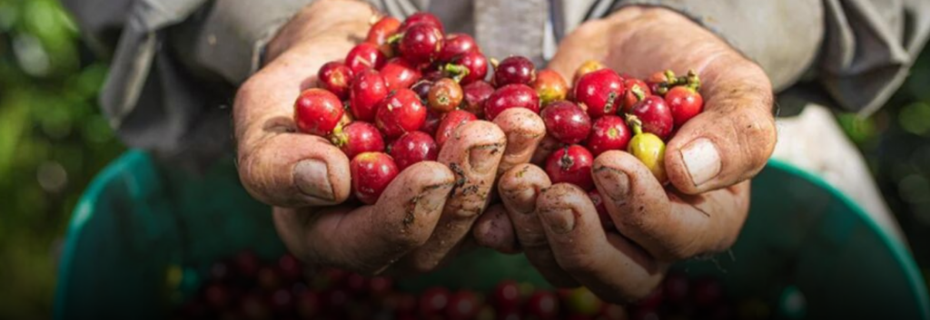 Producción de café en Colombia alcanza su nivel más alto en 29 años