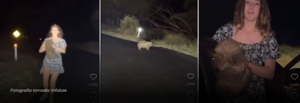 Indignación en Australia: Influencer separa a una cría de wómbat de su madre y podría enfrentar sanciones