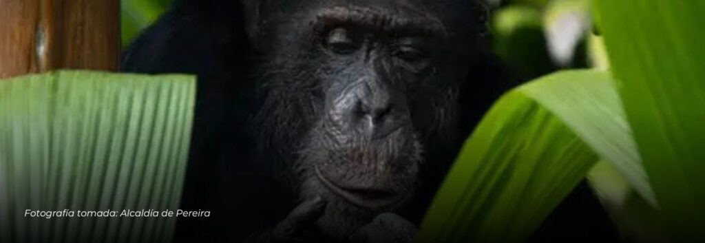 Yoko, el último chimpancé en Colombia, iniciará su traslado a Brasil este domingo