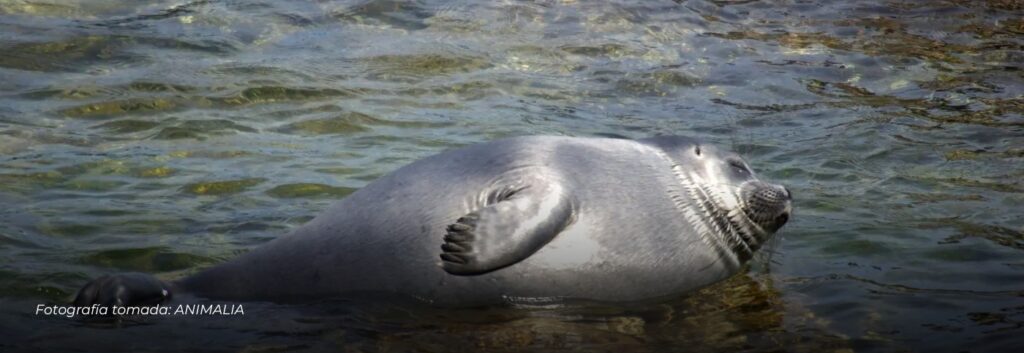 Avistamiento poco común de foca de agua dulce en Siberia genera interés mundial