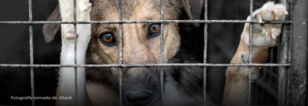 Indignación en Cúcuta: Hombre de 87 años ahorcó a su mascota por comerse su almuerzo y quedó en libertad