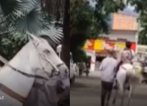 Viral en redes: abuelo recoge a su nieto a caballo y enternece al país con un gesto lleno de amor y tradición