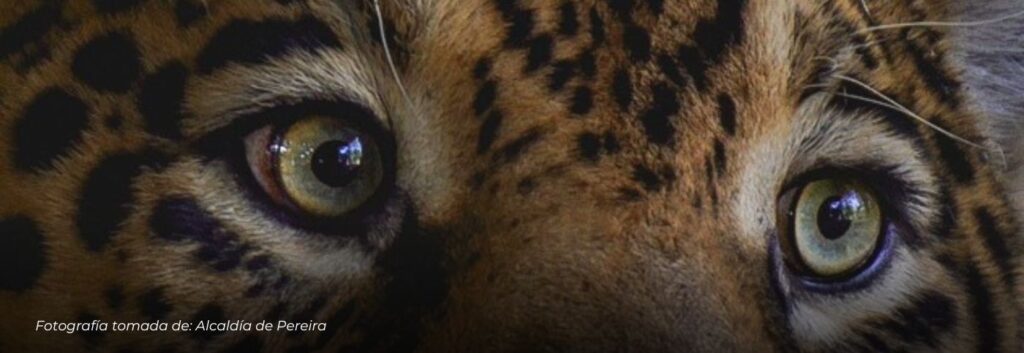 Alarma por tráfico ilegal de fauna en Colombia: más de 150.000 animales afectados, Ukumarí encabeza modelo de rescate y rehabilitación