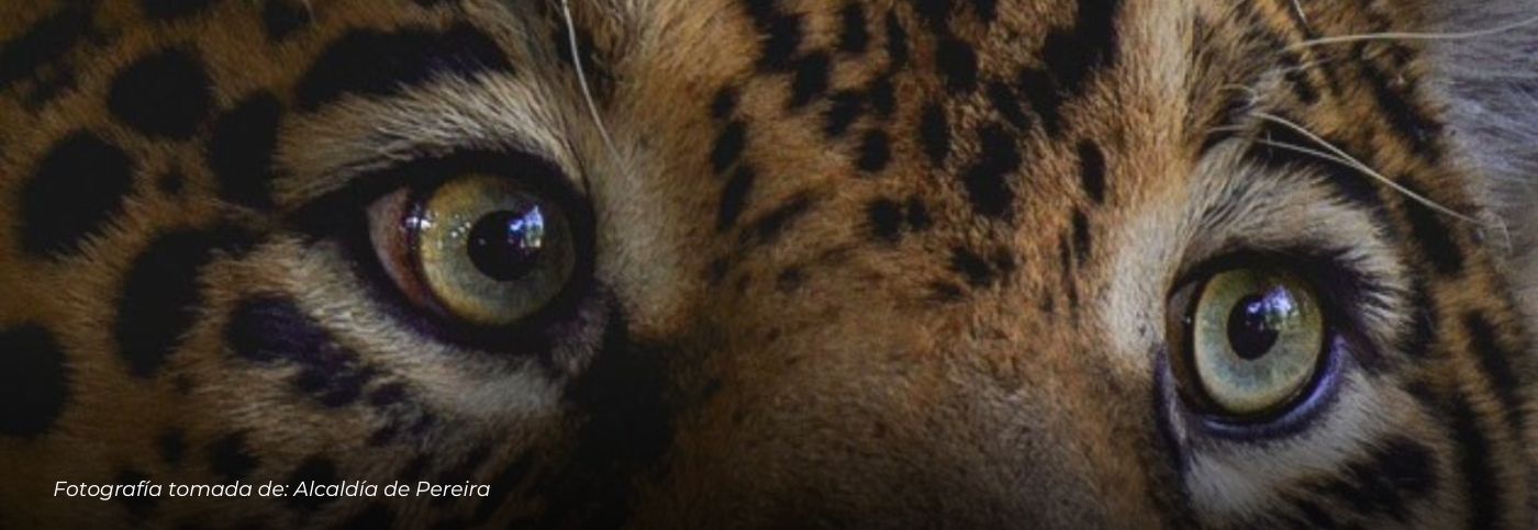 Alarma por tráfico ilegal de fauna en Colombia: más de 150.000 animales afectados, Ukumarí encabeza modelo de rescate y rehabilitación