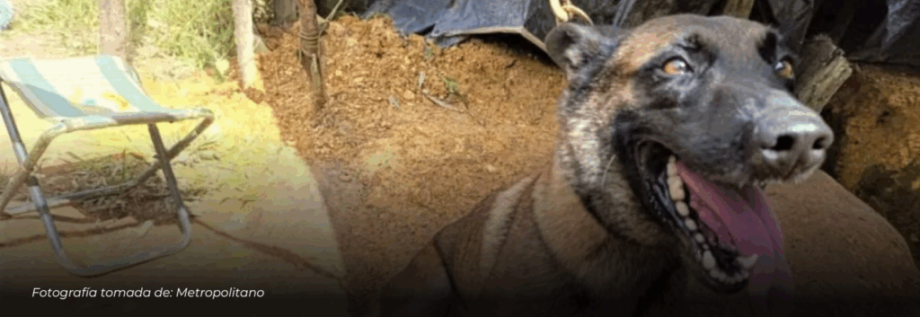 Sansón, el perro héroe que perdió una de sus patas para salvar 36 vidas en Antioquia