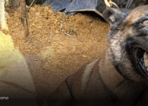 Sansón, el perro héroe que perdió una de sus patas para salvar 36 vidas en Antioquia