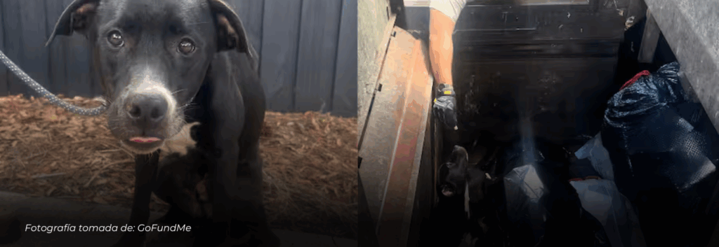 Rescatan en Florida a perro herido y abandonado dentro de un compactador de basura