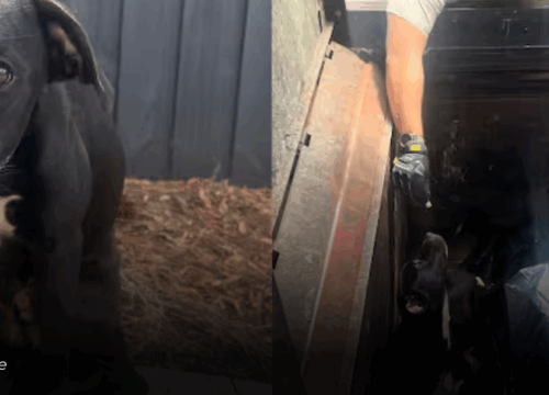 Rescatan en Florida a perro herido y abandonado dentro de un compactador de basura