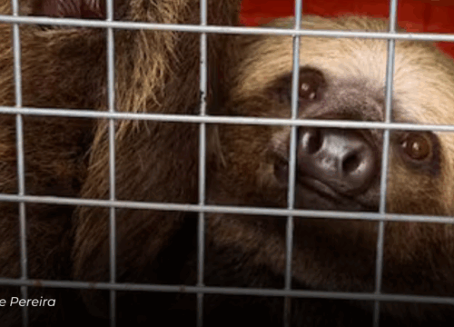 Bomberos de Pereira rescatan oso perezoso en conjunto residencial y lo liberan en zona boscosa