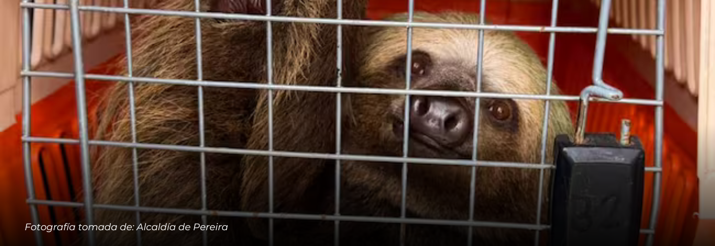 Bomberos de Pereira rescatan oso perezoso en conjunto residencial y lo liberan en zona boscosa
