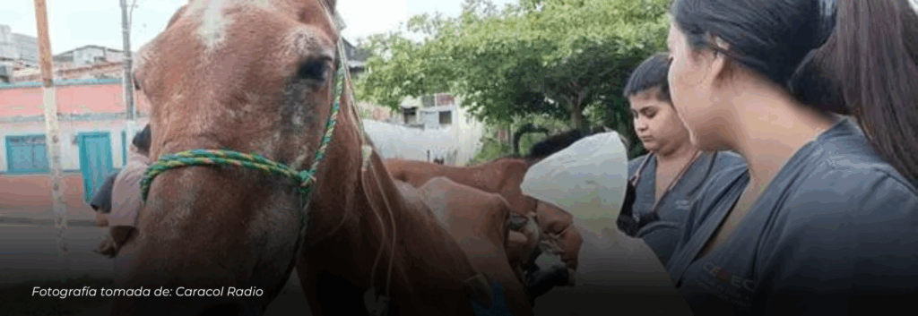 Circasia jubila 12 caballos y pone fin a los vehículos de tracción animal con entrega de motocarros y adopciones