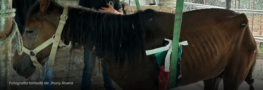 Cantante Jhony Rivera adopta caballo maltratado en Pereira tras denuncia ciudadana