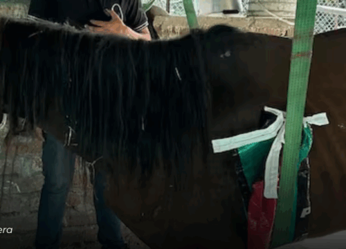 Cantante Jhony Rivera adopta caballo maltratado en Pereira tras denuncia ciudadana