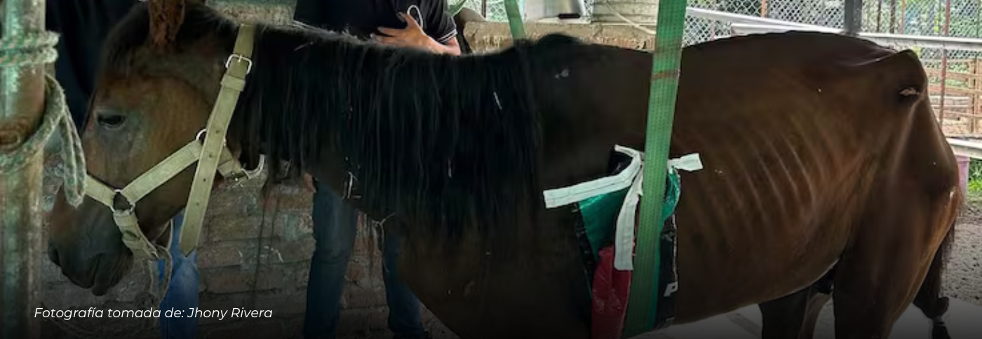 Cantante Jhony Rivera adopta caballo maltratado en Pereira tras denuncia ciudadana