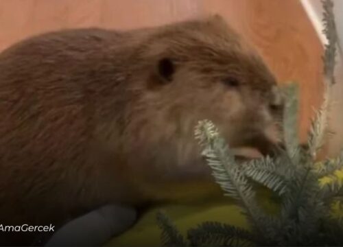 Un castor fue rescatado de bebé y construye presas sin haber visto nunca a sus padres