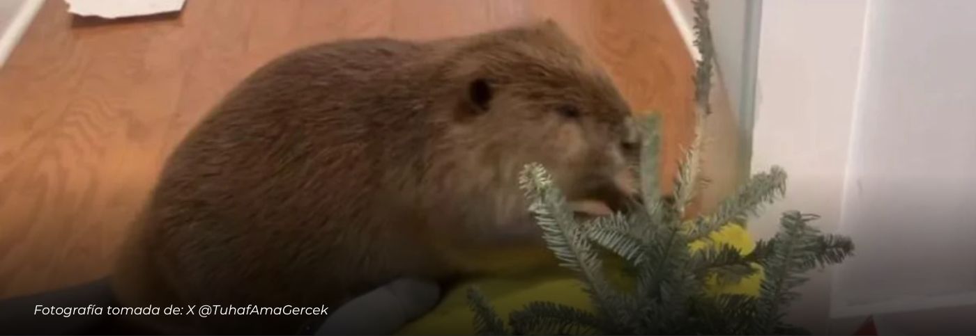 Un castor fue rescatado de bebé y construye presas sin haber visto nunca a sus padres