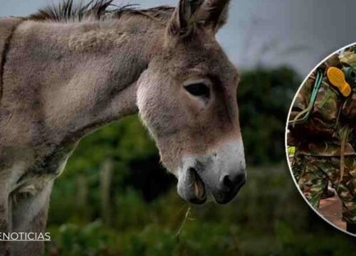 Regresa el horror del «burro bomba» en Antioquia: un militar muerto y dos heridos tras atentado del ELN en Valdivia