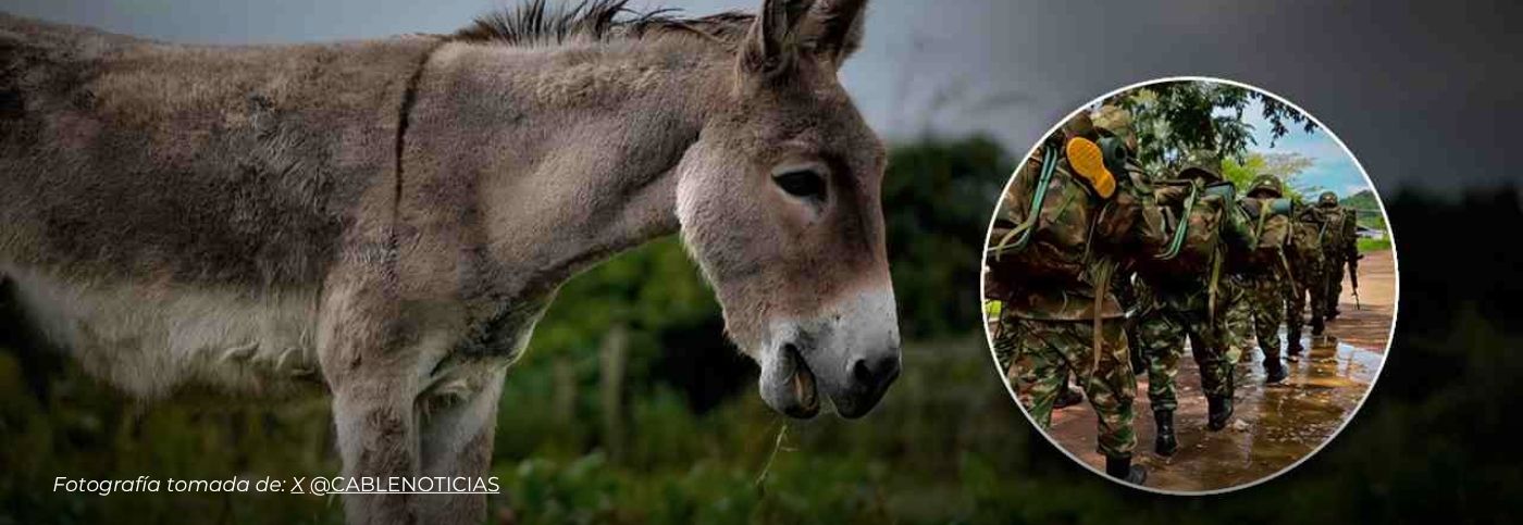 Regresa el horror del «burro bomba» en Antioquia: un militar muerto y dos heridos tras atentado del ELN en Valdivia