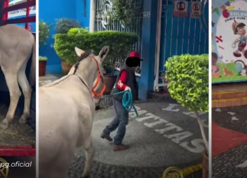 Niño lleva un burro a la escuela como mascota, enternece a todo México y se vuelve viral en Tik Tok