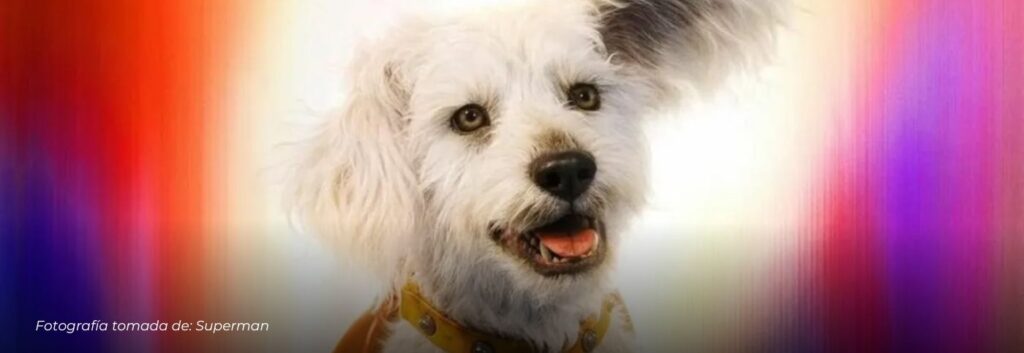 «Efecto Krypto»: La película de Superman impulsa una ola de adopciones de perros