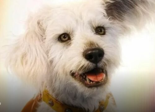 «Efecto Krypto»: La película de Superman impulsa una ola de adopciones de perros